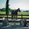 Outdoor Dining Hotel Use Chairs Table Portable Folding Collapsible Waterproof Customized Modern PE Luxury Patio Garden Furniture